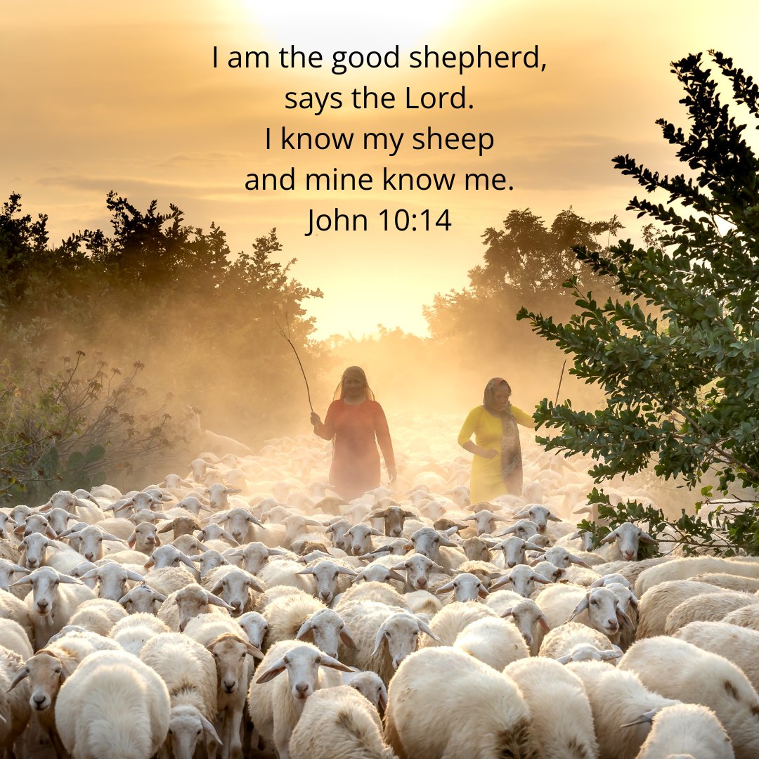 What can I do to know Jesus better? #GCCE #SundayReflection #GoodShepherd