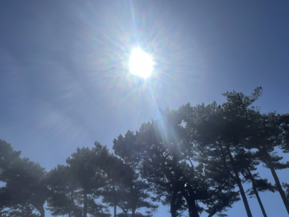 AlexisGreenTV's tweet photo. Sunshine and bluebells ☀️ https://t.co/nPW89OX4NB