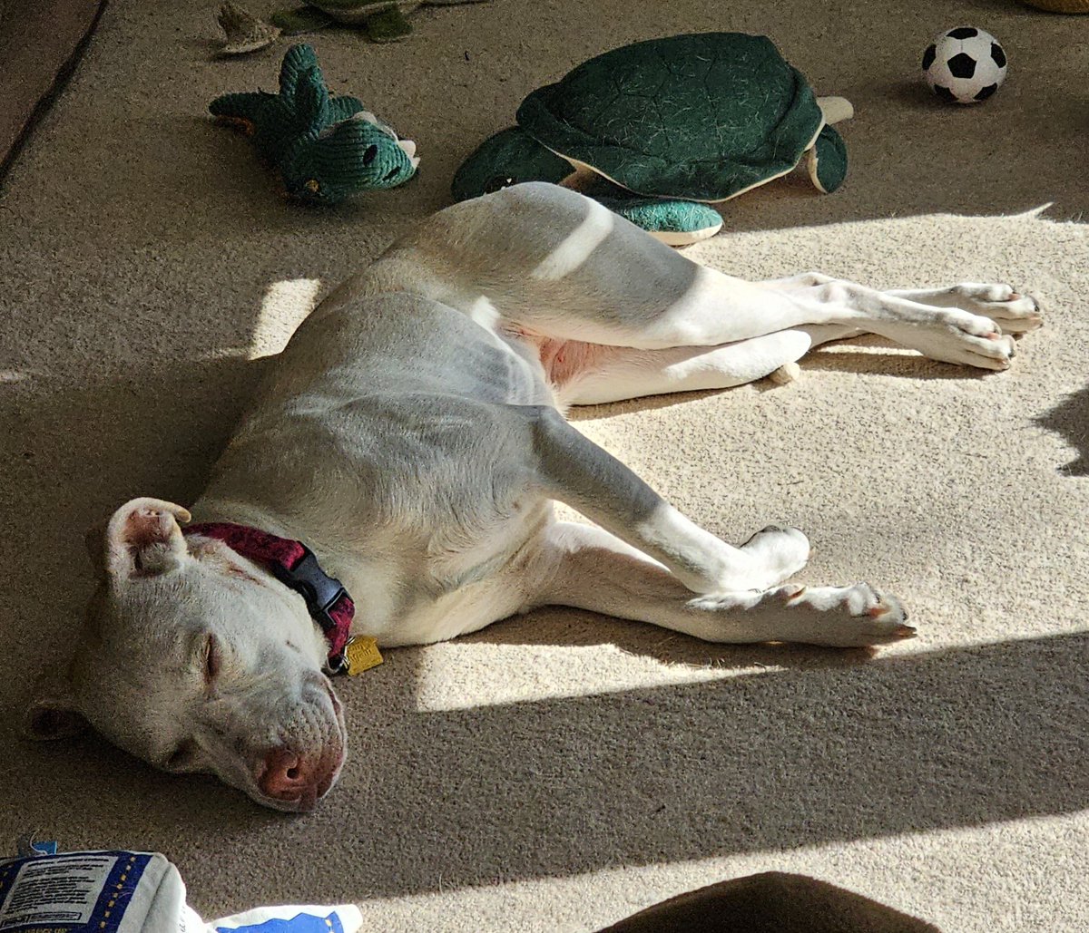 Everybody played hard this morning. We all need a nap. #DailyRio #RubyRoo #FosterDog