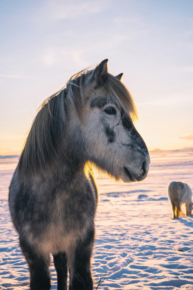 📍Iceland