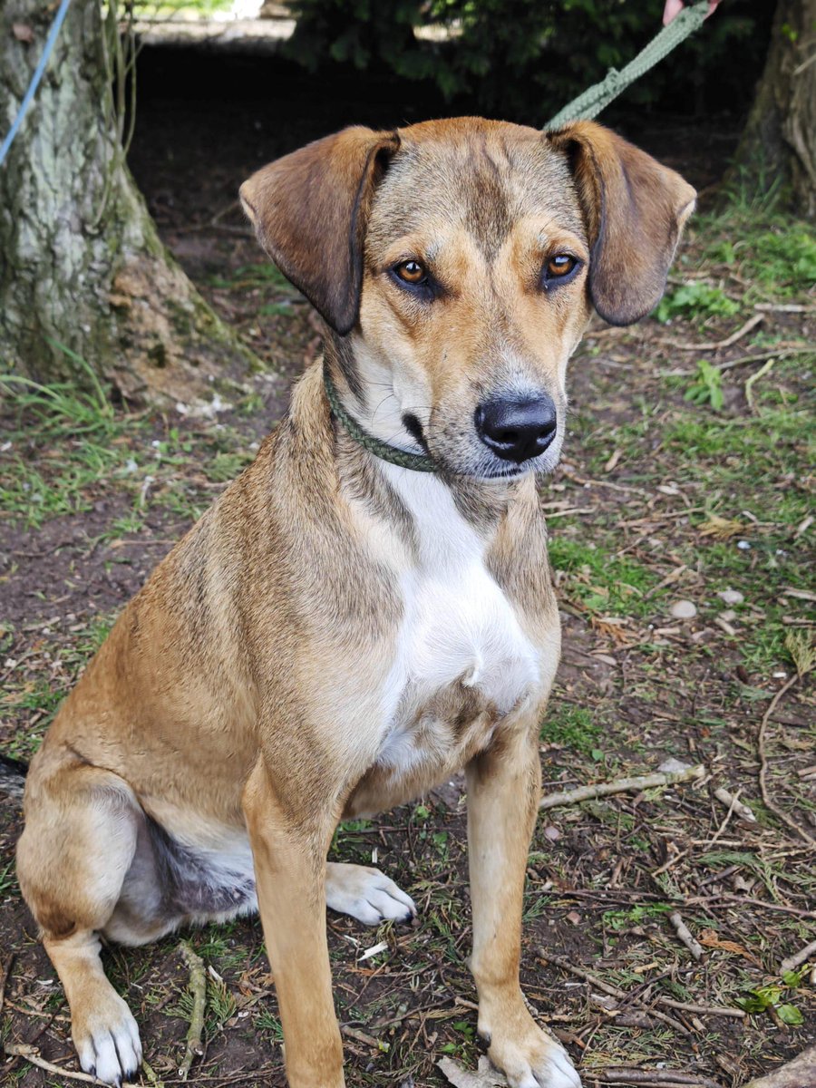 Benny is a super duper people person dog who loves people and being part of the family Loves an outdoor lifestyle, making new friends, walks , trips, treks Aged 18 months, neutered, vaccinated and microchipped #Nottinghamshire #Derbyshire #Lincolnshire #Nottingham #Ollerton