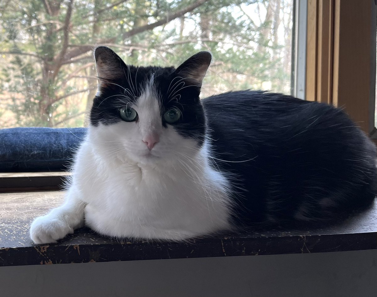 MacNutTheCat's tweet photo. Hai Frenz! I still here, and guess wat? I haz 2 new sisternz!  Dey twins! Here’s some pics. Can yu tell dem apart? #CatsOfTwitter https://t.co/NPSVk2zB44