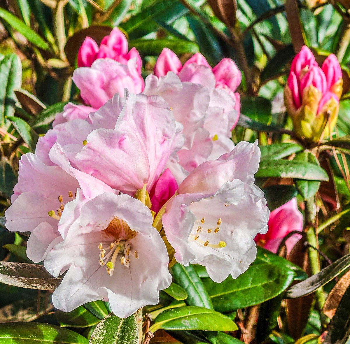 Rhododendron 
#malmö #photofrommyheart