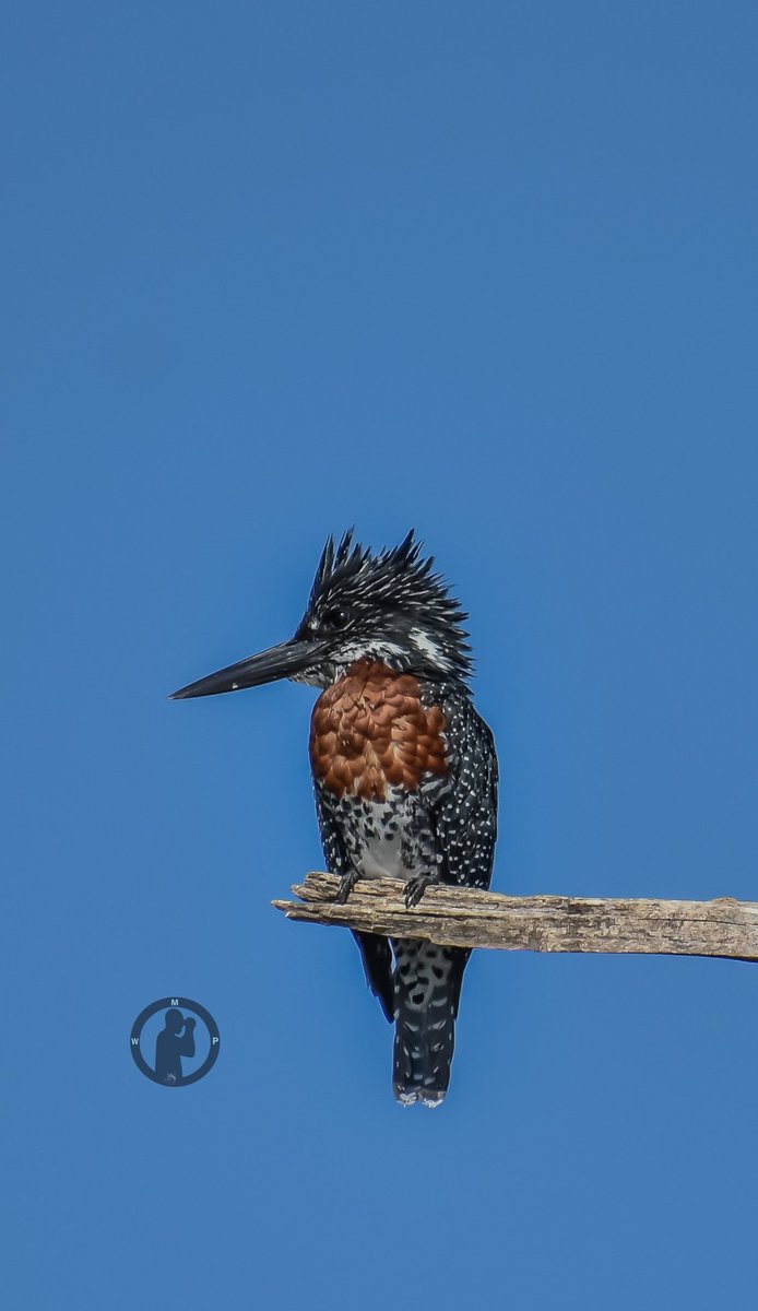 Giant Kingfisher - Megaceryle maxima

Lake Naivasha,Kenya.

#martoeanjohiphotography #birdwatching254 #BirdsOfTwitter #BirdsSeenIn2024 #birdsphotography #TwitterNatureCommunity #kingfisher #naivasha #nikon #tamronlens #birdsplanet #bdasafaris