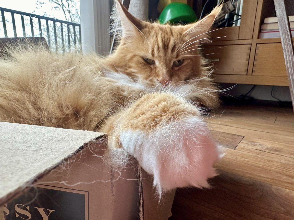 Big fluffy paw from a big fluffy cat in a little fluffy box 🧡🧡🦁🦁 #catboxsunday #teamfloof #CatsOfTwitter