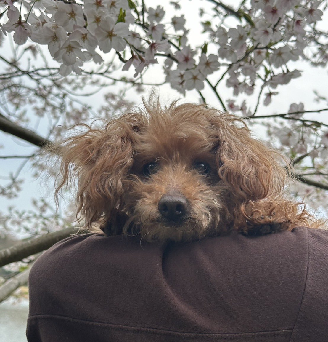 eri__webdesign's tweet photo. ✨🐶Happy Birthday Maron🐶✨

今日は我が家のアイドル
マロンちゃんのお誕生日🎂🎈

16才（人間だと80歳）になりました🥳

大好物がたっぷり詰まった
夜ごはんでおもてなし🍓🍌🍠

16年間たくさん癒しをくれてありがとう
まだまだ長生きしてね〜😌！ https://t.co/rxFMnJOs4H