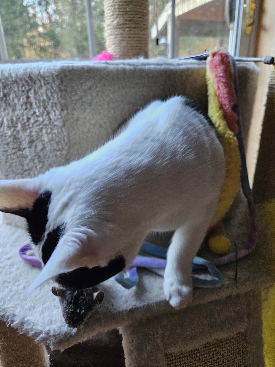 Hope mew are having a purrfect #CatBoxSunday! I'm checking out my tower cubby. #cowcat #CatsOfTwitterX #AdoptDontShop #StaySafeFurrends