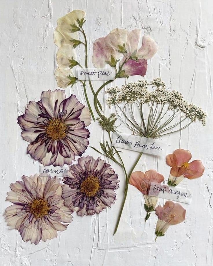 dried flowers
