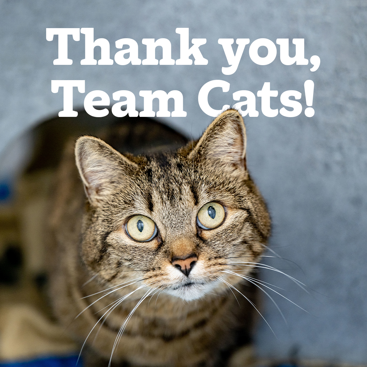 Go #LondonMarathon runners! Thank you for representing Cats Protection with such strength and determination, you are an inspiration. If you want to be on our team next year, apply for a spot today and join Team Cats! cats.org.uk/lm 🏅
