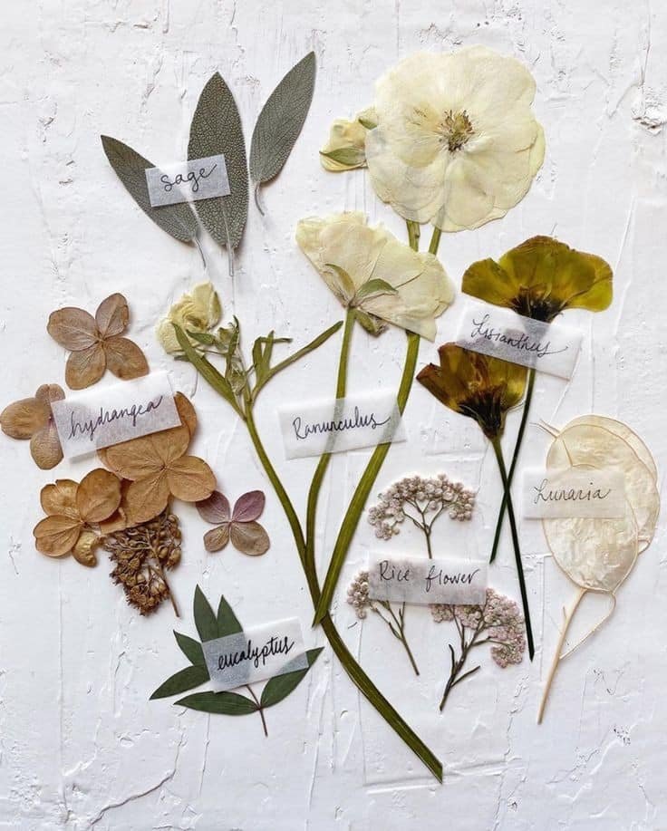 artindetails's tweet photo. dried flowers https://t.co/zBfa4u7aAy
