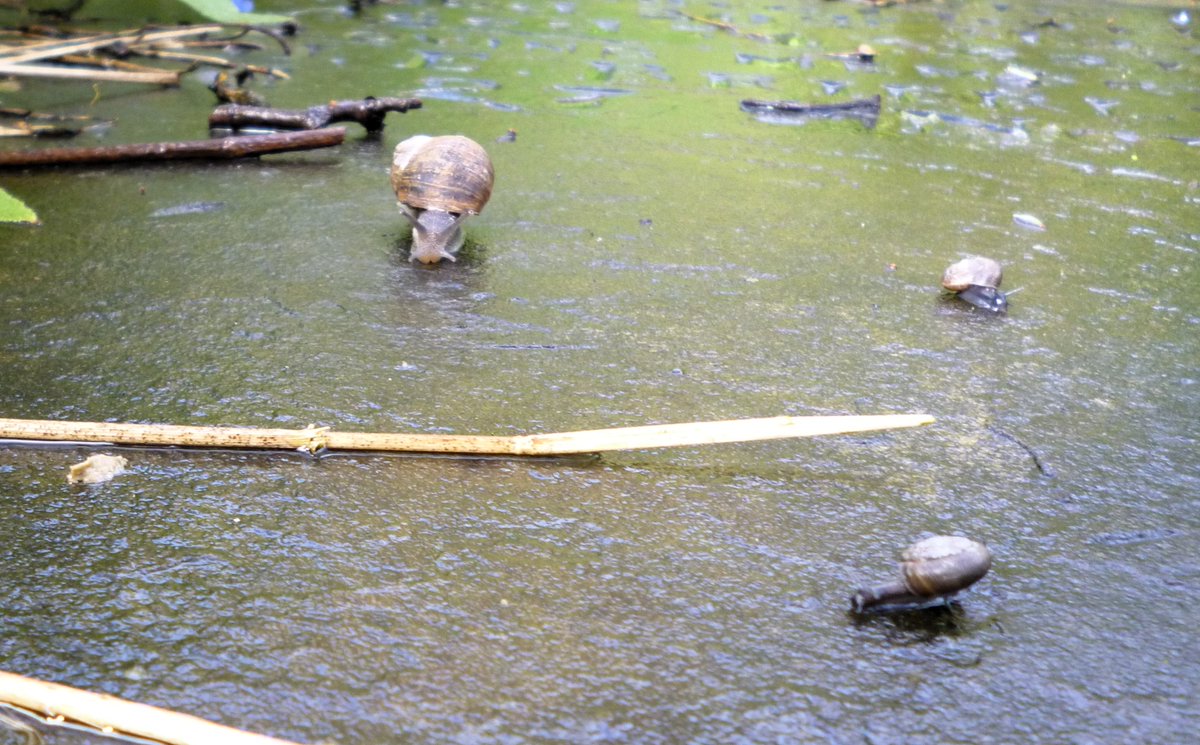 ListerLaneCem's tweet photo. Snail on the move. https://t.co/SdA7AyjiVo