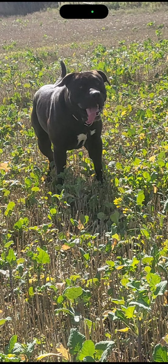 Help2Rehome Scotland tweet media