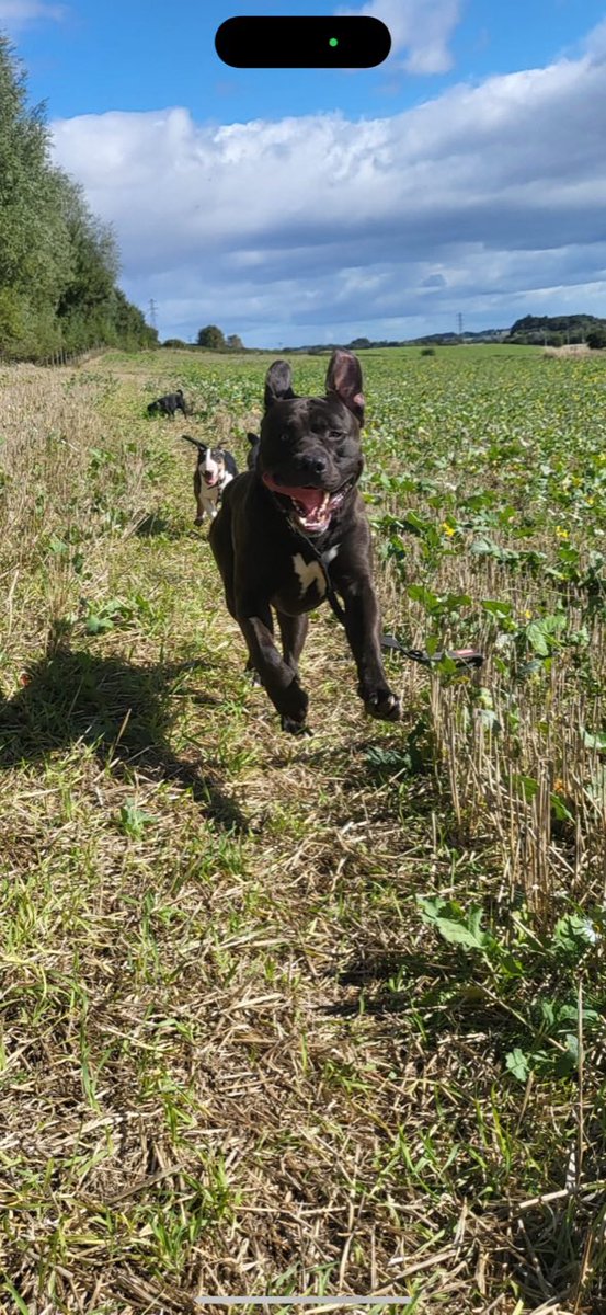 Help2Rehome Scotland tweet media