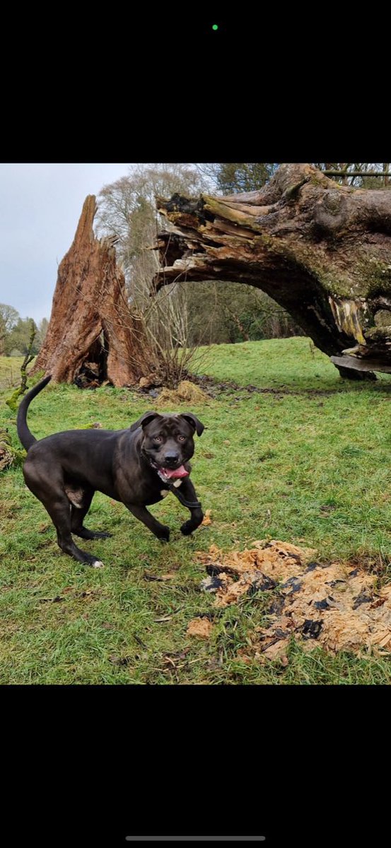 Bear is a happy boy! He’s looking for a new home with someone who has experience of larger breeds. He’s great with kids and other dogs, for all his details please visit our website here help2rehome.com