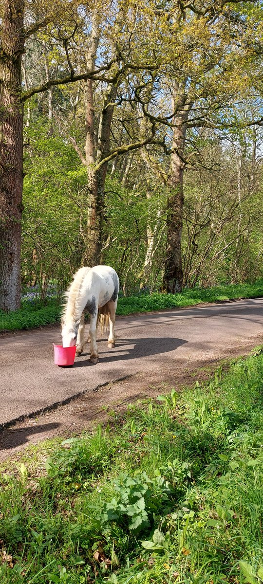 Police were called to an abandoned #Horse in #Bramley today.  There were concerns that it could cause a traffic accident.   Some Ladies who had their own horses, used a bucket with feed in it to calm it down.    The Horse is safe and well.  #23206  PC STANBROOK #HantsRural