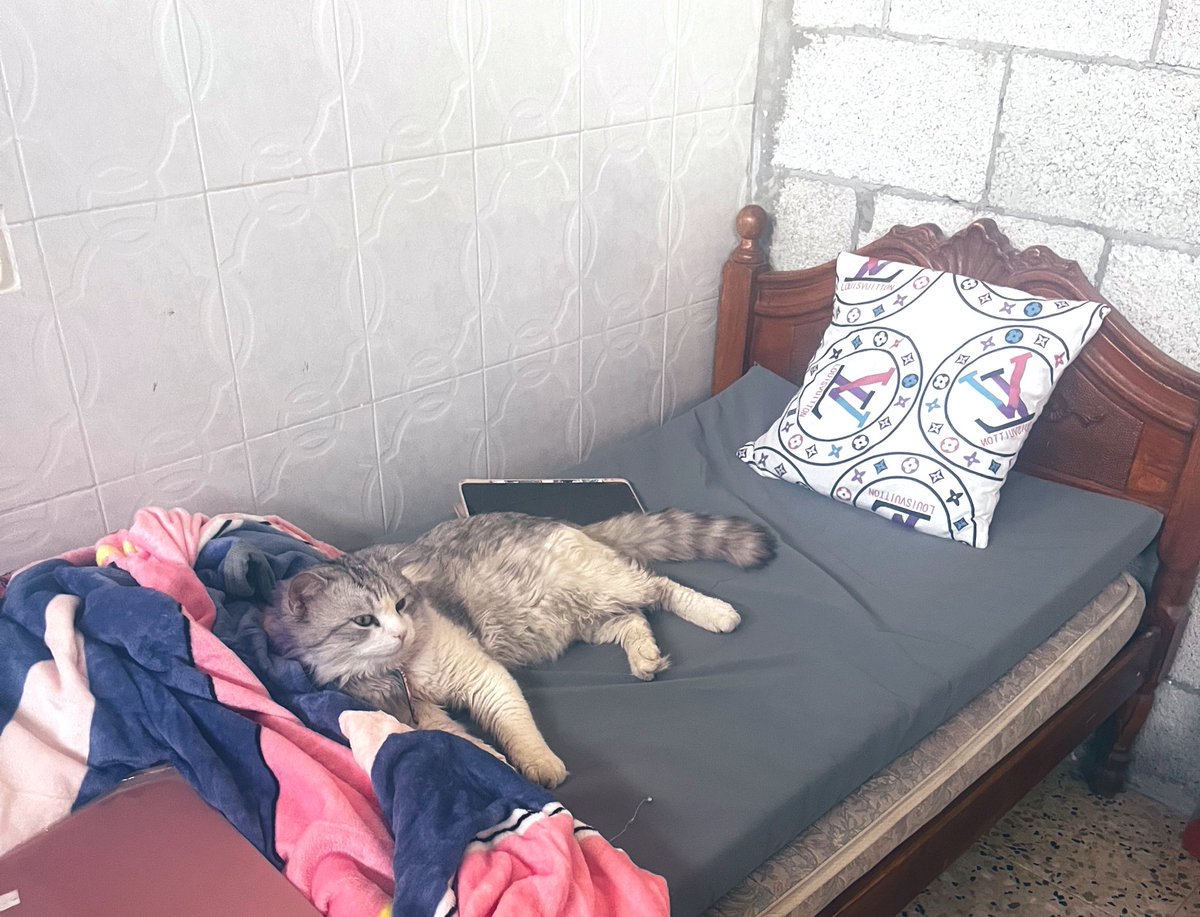 I’m one of the most fortunate among displaced people in Gaza! Today I could finally get a bed after having to sleep on the floor for the past 6 months, and guess who had the honor of testing it out first?