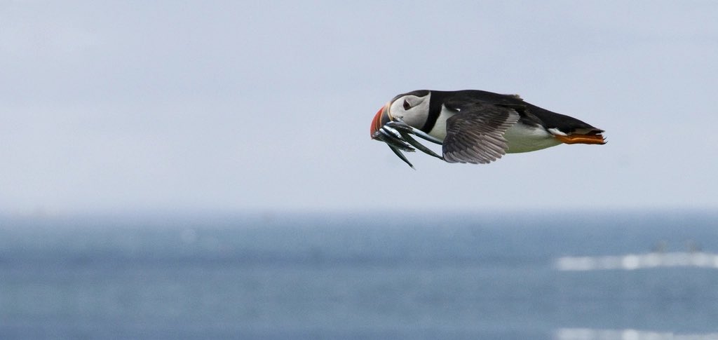 Soaring over the seas #puffins