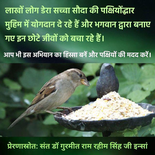 To save the lives of birds, water pots and feeders for birds have been placed at various places like pillars and parks in cities and states under the Birds Nutrition”campaign by the followers of Dera Sacha Sauda.
Inspiration  Saint Dr.MSG Insan #FreedFeatheredFriends
#SaveBirds
