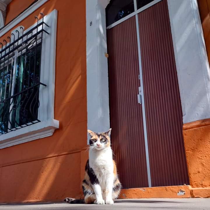 Que bonitos ojos tenía el gato. 🚴🏽‍♂️📸🐈🐱
#photocat #urbanphotographer #fotografíaurbana #fotogato @LaRomaDF