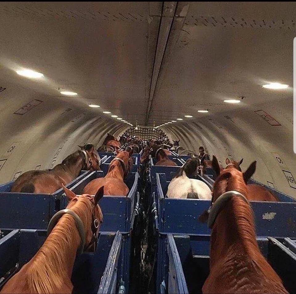 Así viajan los caballos en los aviones.