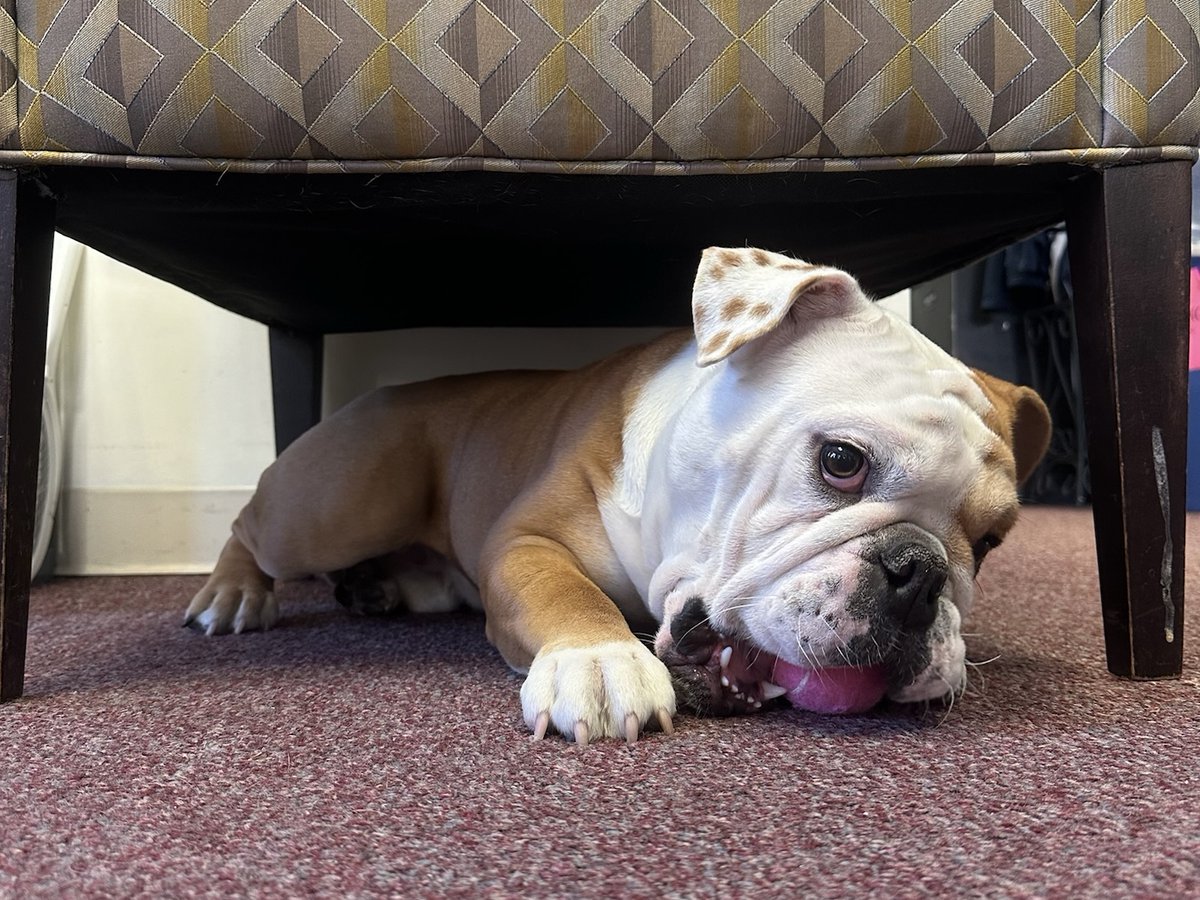 Happy #NationalBulldogsAreBeautifulDay! To celebrate, here's a photo dump of our beautiful little bulldog 💙