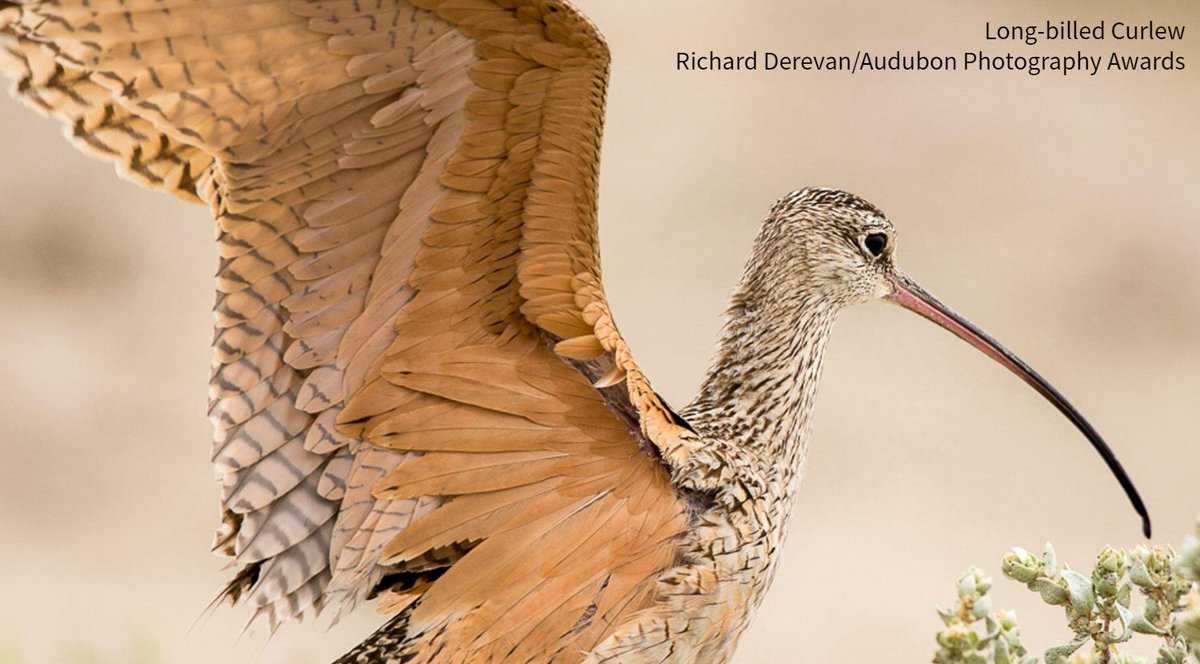 Today's #WorldCurlewDay! Let's learn more about the Long-billed Curlew—the largest shorebird in North America. To distinguish between the male and female, look at their bills. The females have slightly longer and more curved bills at the tips than males. bit.ly/3xLn3IB
