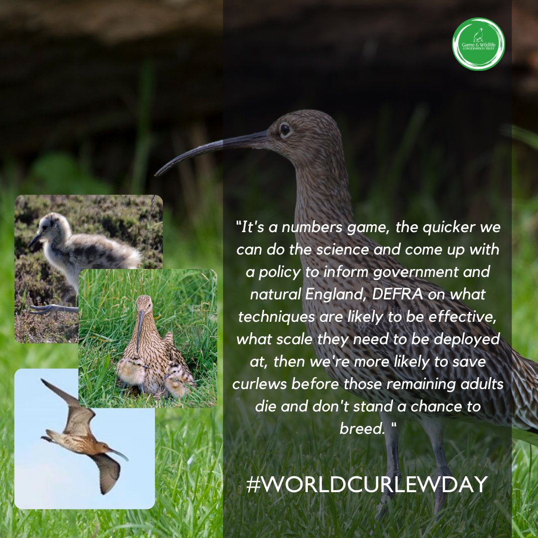 📢 Important words from our Director of Research, Andrew Hoodless. #WorldCurlewDay