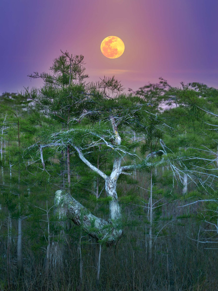 The moon rises above the famous 'Z' tree at @evergladesnps. The park's sawgrass prairies, pine rocklands, mangrove forests and marine waters provide habitat for a wildlife spectacle like no other — crocodiles, alligators, manatees and more! Photo by Luis Forte