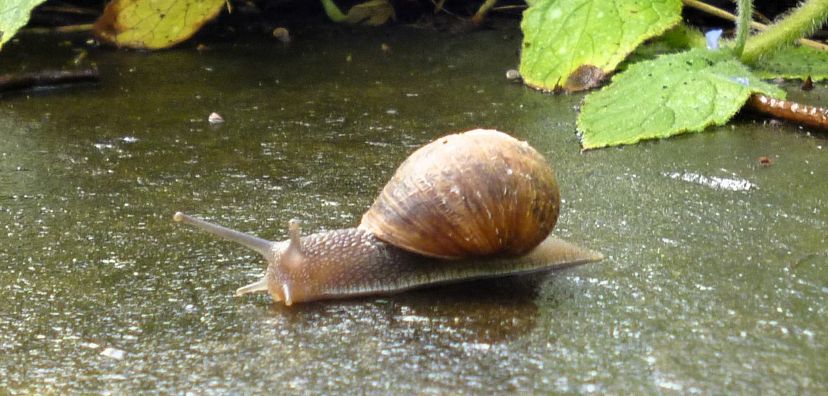 ListerLaneCem's tweet photo. Snail on the move. https://t.co/SdA7AyjiVo