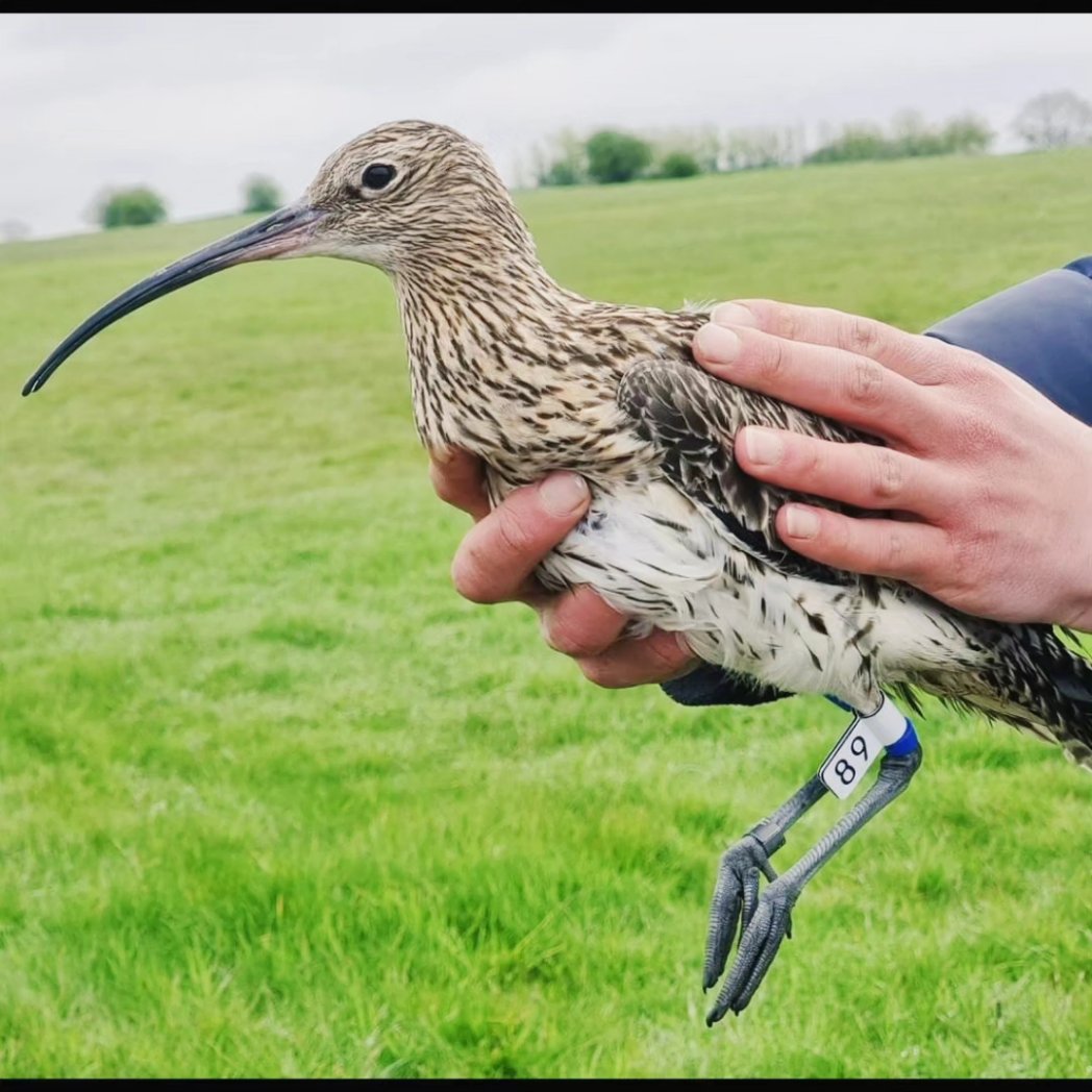 jonny-goes-wild tweet media