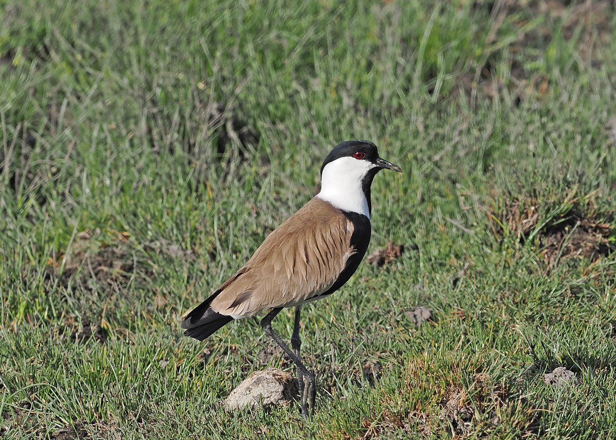 Gary Howard tweet media