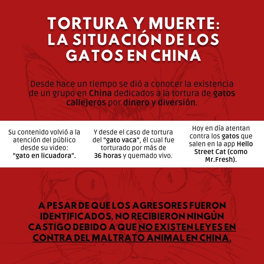 Asi puedes ayudar a los gatos inocentes de #China! el gobierno y la policía china deben actuar contra los torturadores de gatos, creando leyes de protección animal. #StopChinaCatTorture #CatAbusersChina #cats #AntiAnimalCrueltyLawinChina #ChineseGovernment #gatos @china_embajada
