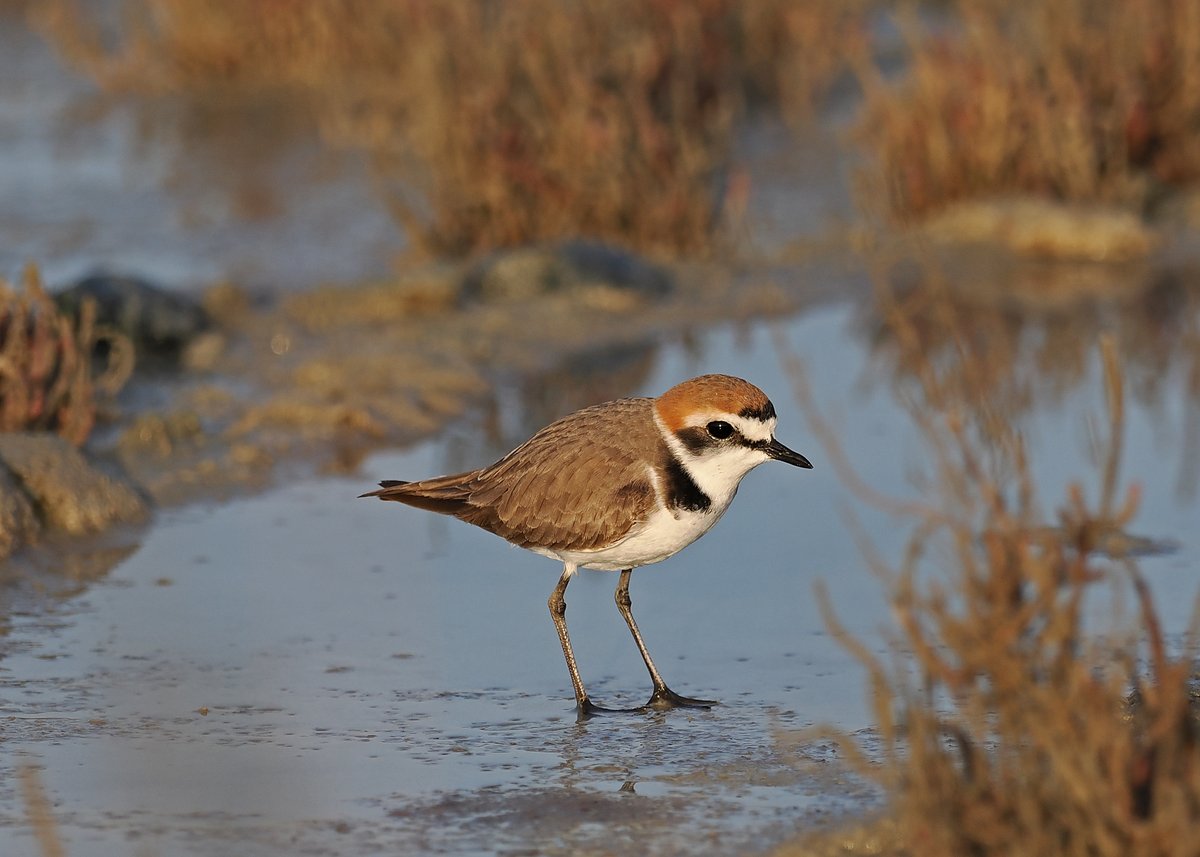 Gary Howard tweet media