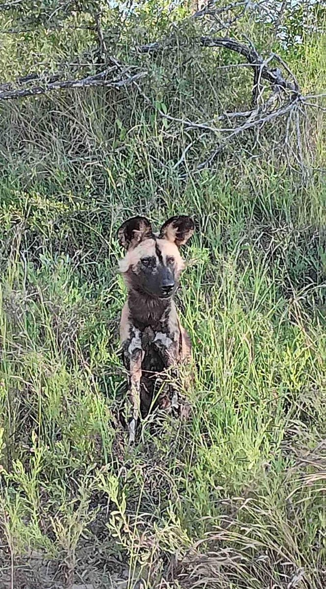 3:40pm
6 Wild dog stationary
'Lying on the side of the road.'
S26, just E of S114
Near Skukuza
5/5
Tinged by Purebliss