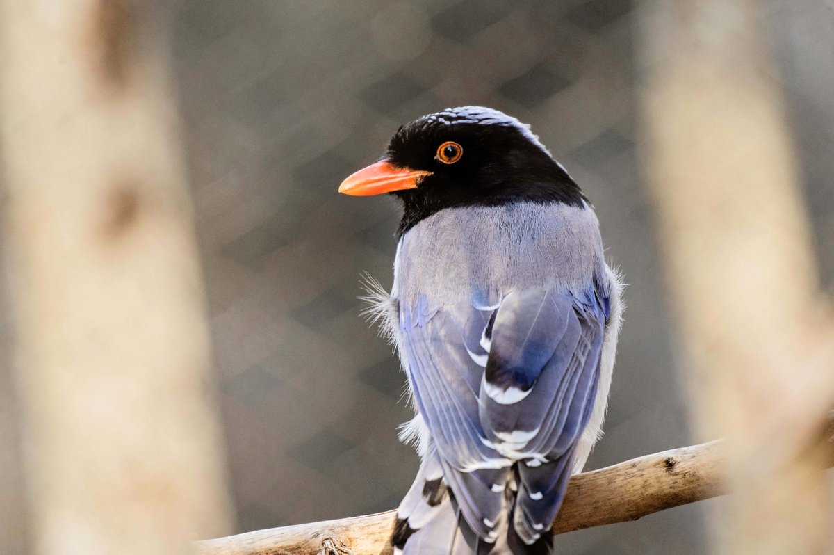 Did you know that Azure-winged Magpies are talented mimics? These colorful birds can imitate the calls of other birds and even mimic sounds from their environment. #memphiszoo