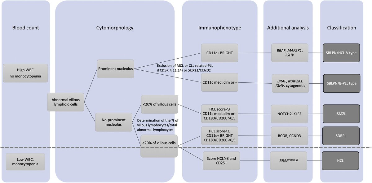 Hairy cell #leukemia 2024: Update on diagnosis, risk-stratification and treatment Including Dx & treatment algorithms and guide to cytologic features of HCL, HCL variant, splenic MZL & splenic diffuse red pulp #lymphoma! Free access now: doi.org/10.1002/ajh.27… #hemepath #HemOnc