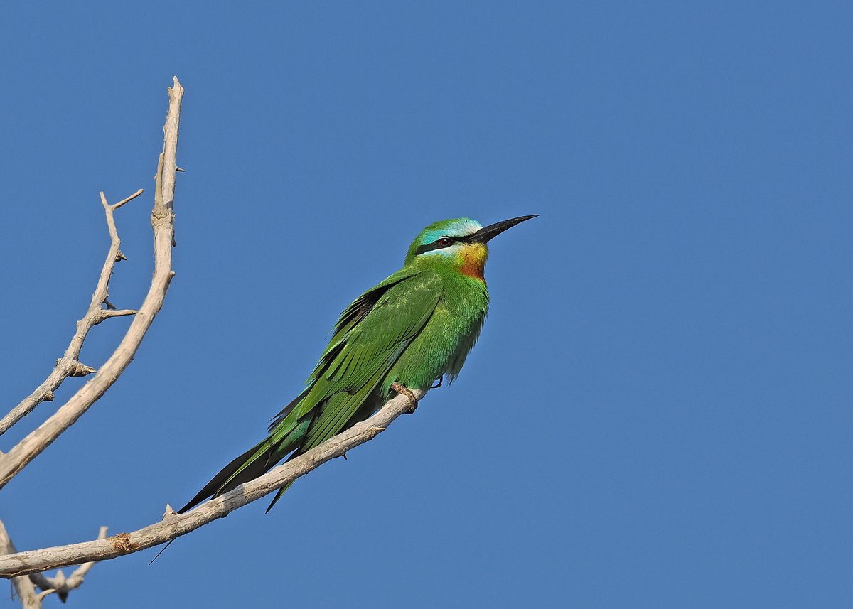 Gary Howard tweet media