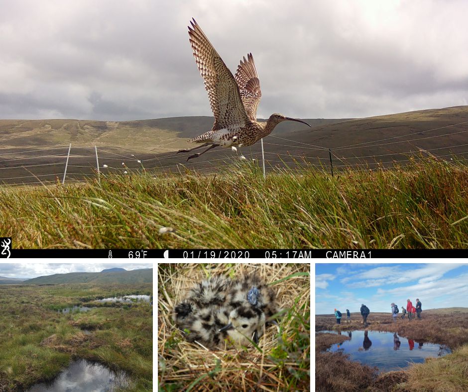 Today is #WorldCurlewDay We have been working in partnership with @rspbcymru and others to help monitor the breeding population at Ysbyty Ifan as well as improving habitat in the area which feeds into the conservation effort. Images: NT / Jake Stephen Photography.