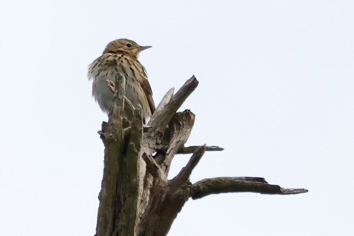 The Tree Pipits are back.