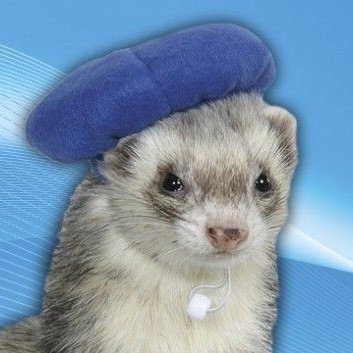8sooji's tweet photo. the whole "theres a ferret pic for any photo of hyunjin" thing is crazy when you notice its so true https://t.co/YfHWPLZSdT
