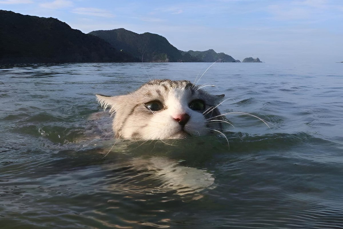 sea and cats