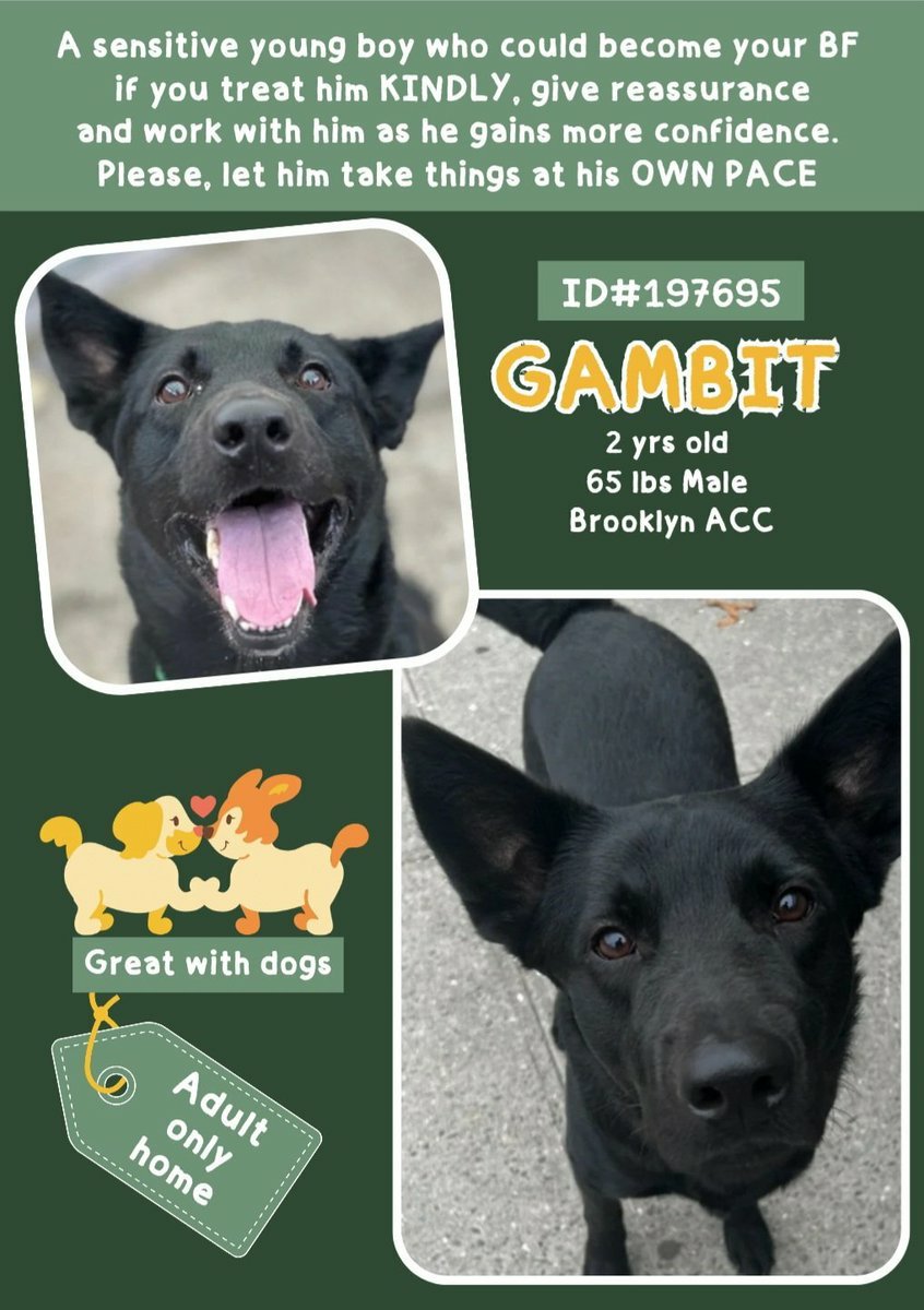 💙 #Adoptme GAMBIT 2yrs #BACC Nycacc.app #197695 Sensitive friendly boy needs a kind patient human who can work with him for reassurance + let him take things slowly Dm @CathyPolicky @SuzanneSugar💙 Take a chance and Save Gambit today 🐕💞