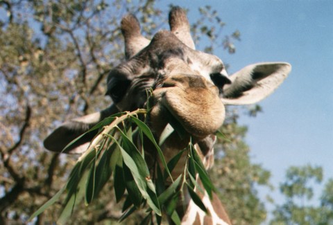 Anneke Moresco 🇳🇱🐒🐆🐘🦏 tweet media