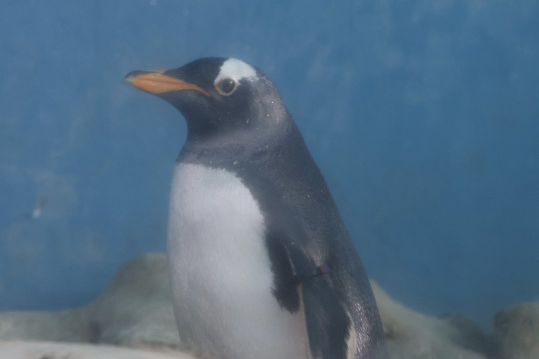 海響館の子たちに会いに箱根園に🐧
元気な姿が見れてよかった
(写真はライスとモラス)
#箱根園水族館
#ジェンツーペンギン