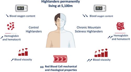 Phlebotomy is a controversial but effective treatment for chronic mountain sickness (CMS). CMS blood is usually discarded, but a new study finds no differences in the properties of red blood cells from CMS patients compared to healthy controls doi.org/10.1002/ajh.27… #transfusion