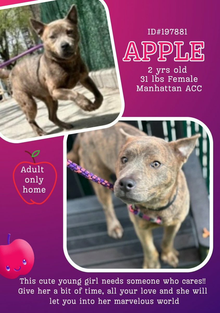 💖 #Adoptme APPLE 2yrs #Macc Nycacc.app #197881
Lovely young lady looking for someone who will give her time love and a forever home 🙏💖 Dm @CathyPolicky @SuzanneSugar #FostersSaveLives 🐕