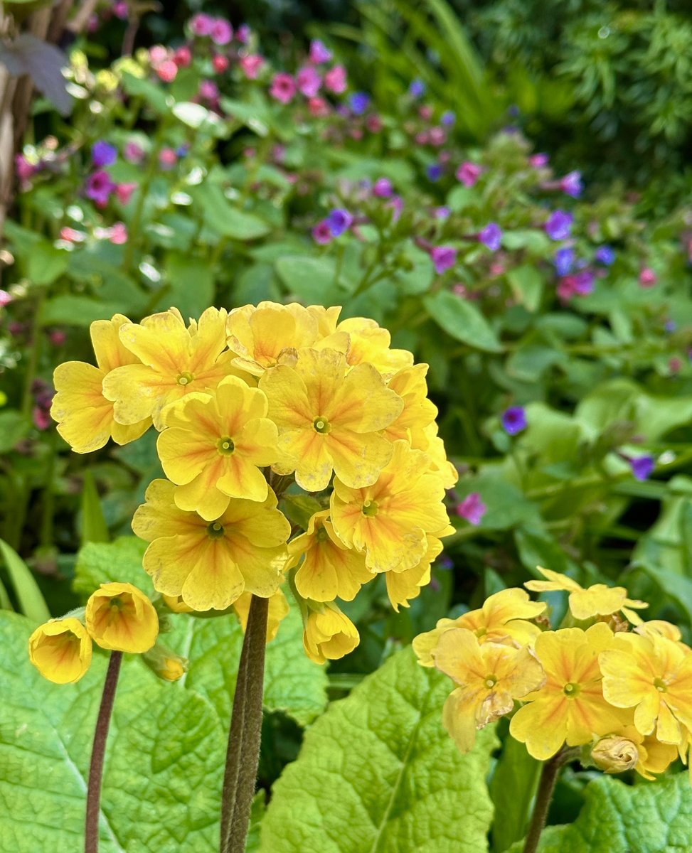 The suns out 🌿🌞🌿🌼🌿

#YellowSunday #SundayYelllow #springflowers #yellowflowers