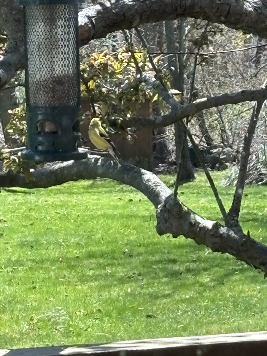 Goldfinches are back for the summer. Warm weather is just around the corner!