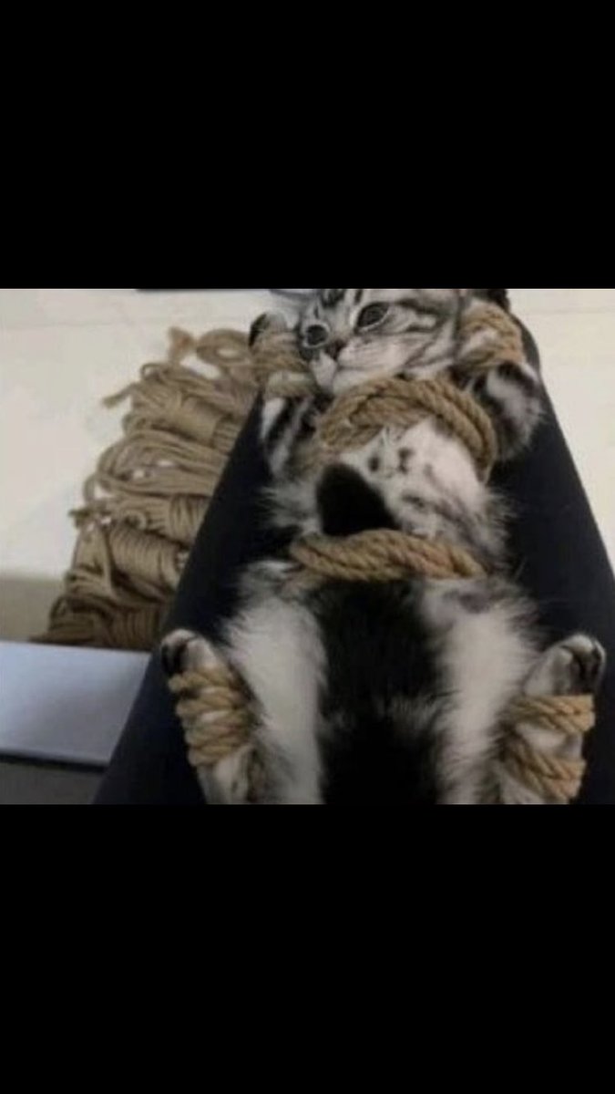 CatAbusers_CN tweet picture