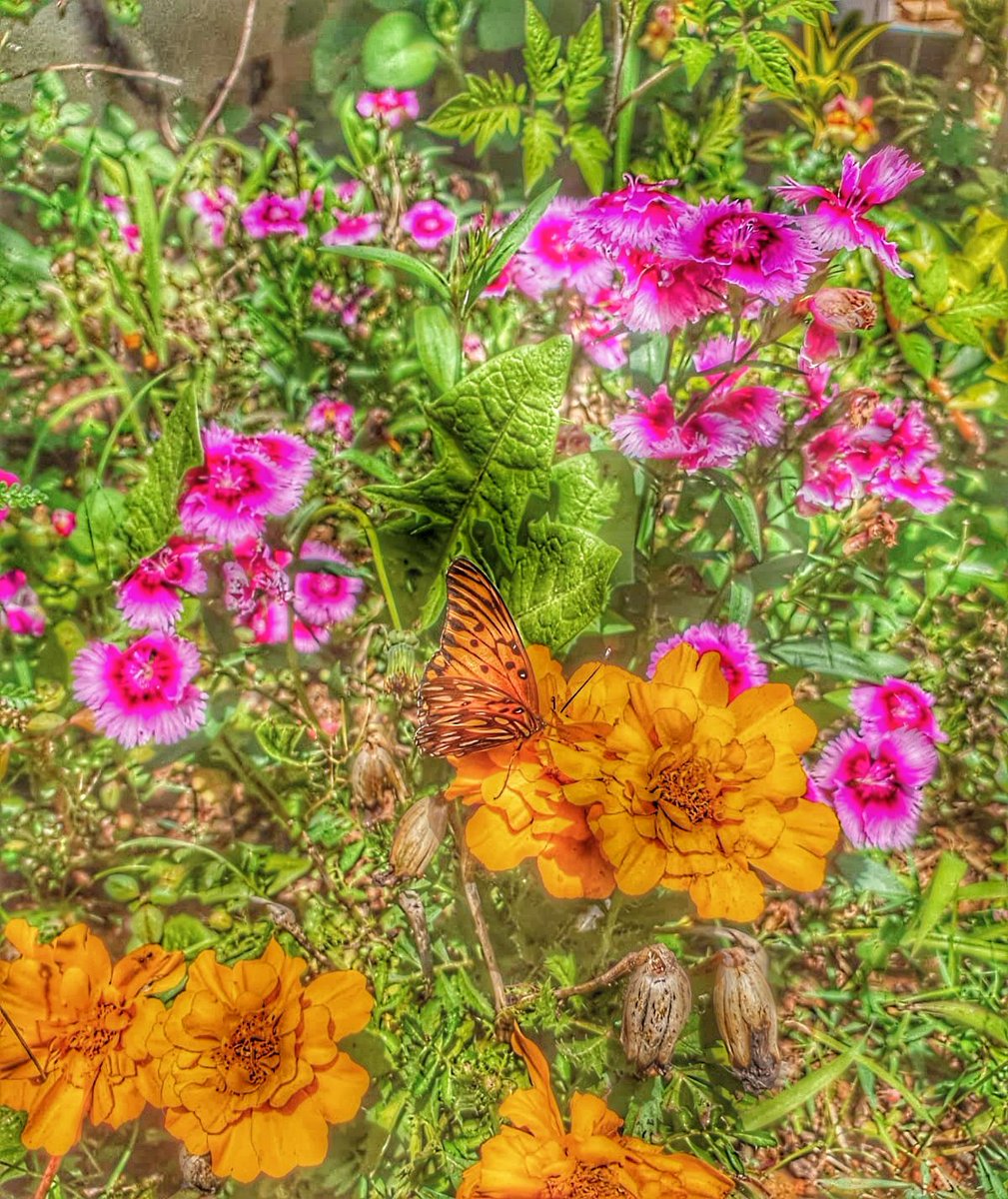 My garden receiving visitors🦋
#ButterFly #sundayvibes 
#GardenersWorld 
#GardeningTwitter 
#NatureBeauty 
#flowerphotography